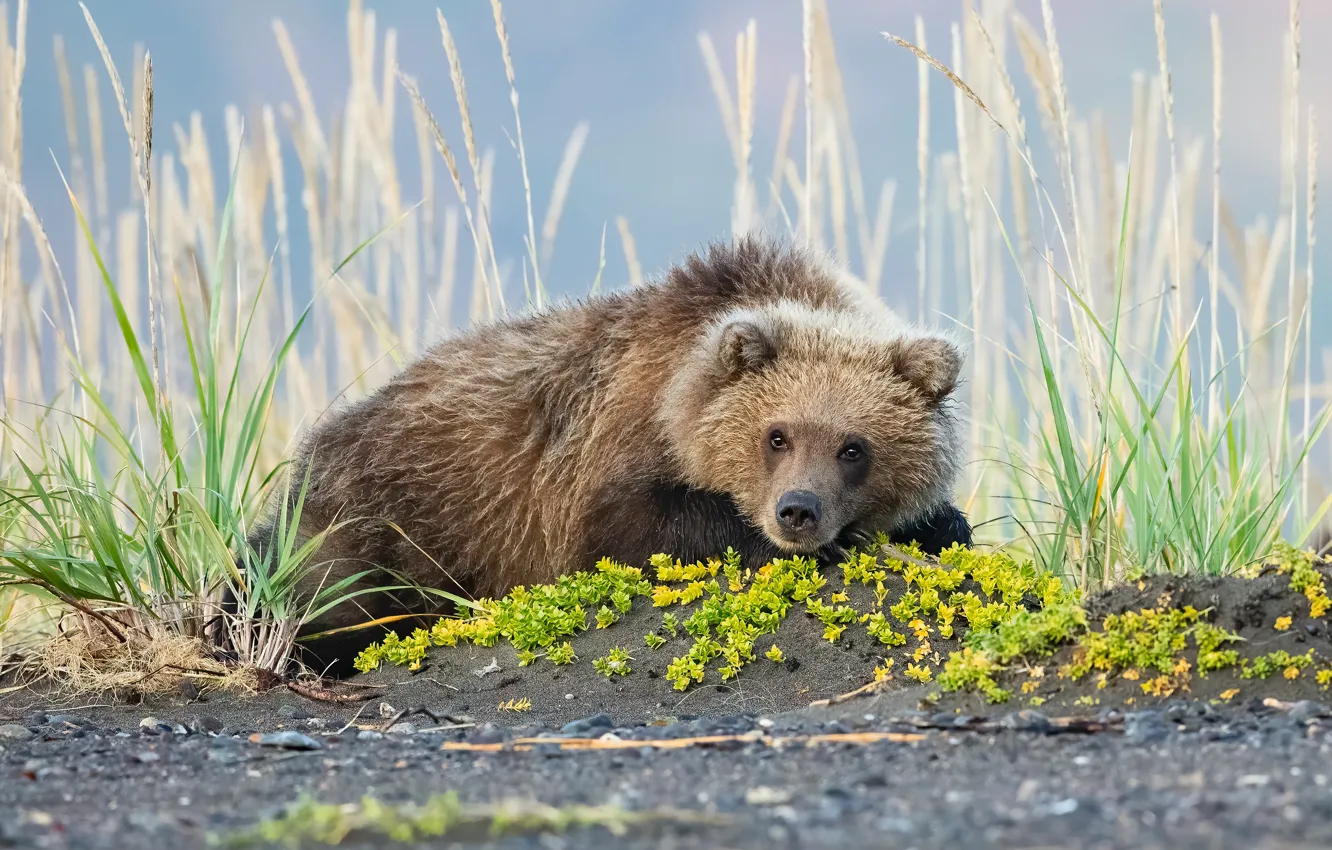 Фото обои трава, взгляд, морда, поза, медведь, лежит, медвежонок
