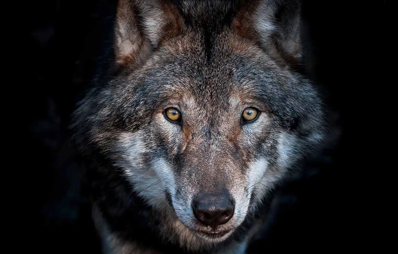 Фото обои nature, face, animal, wolf, wildlife, head, fur, mammal
