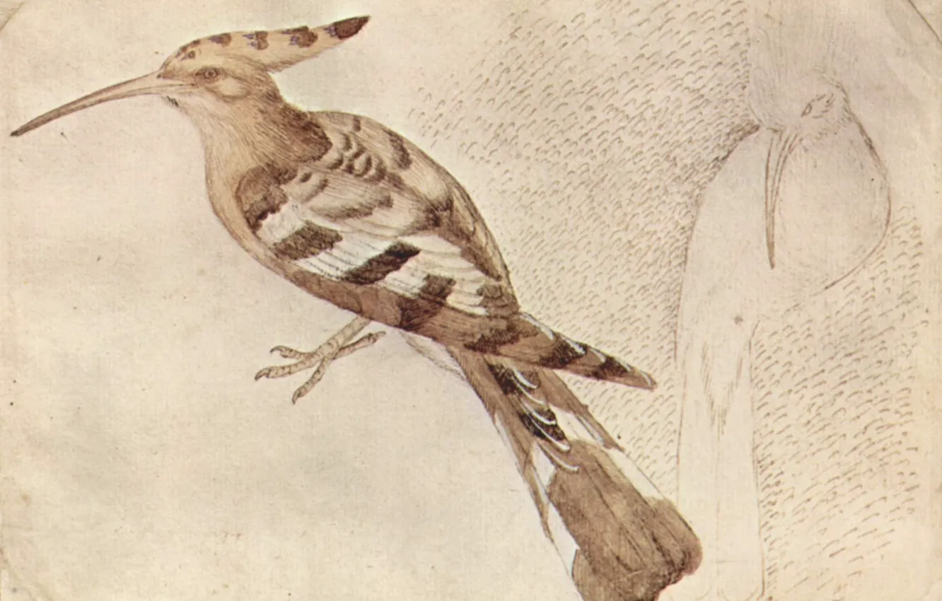 Фото обои птица, Удод, Pajaro, Antonio Pisanello