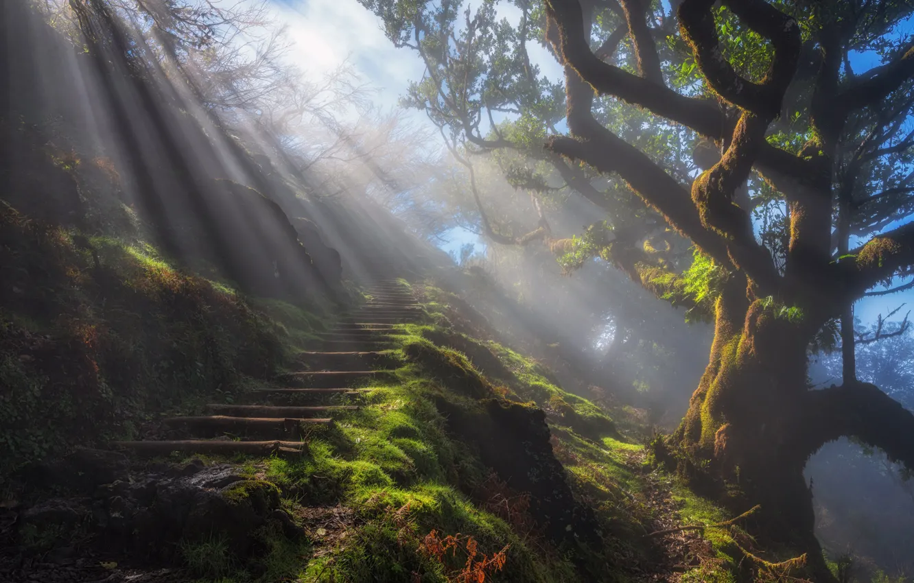 Фото обои лучи, свет, природа, туман, дерево, тропа, утро, ступени