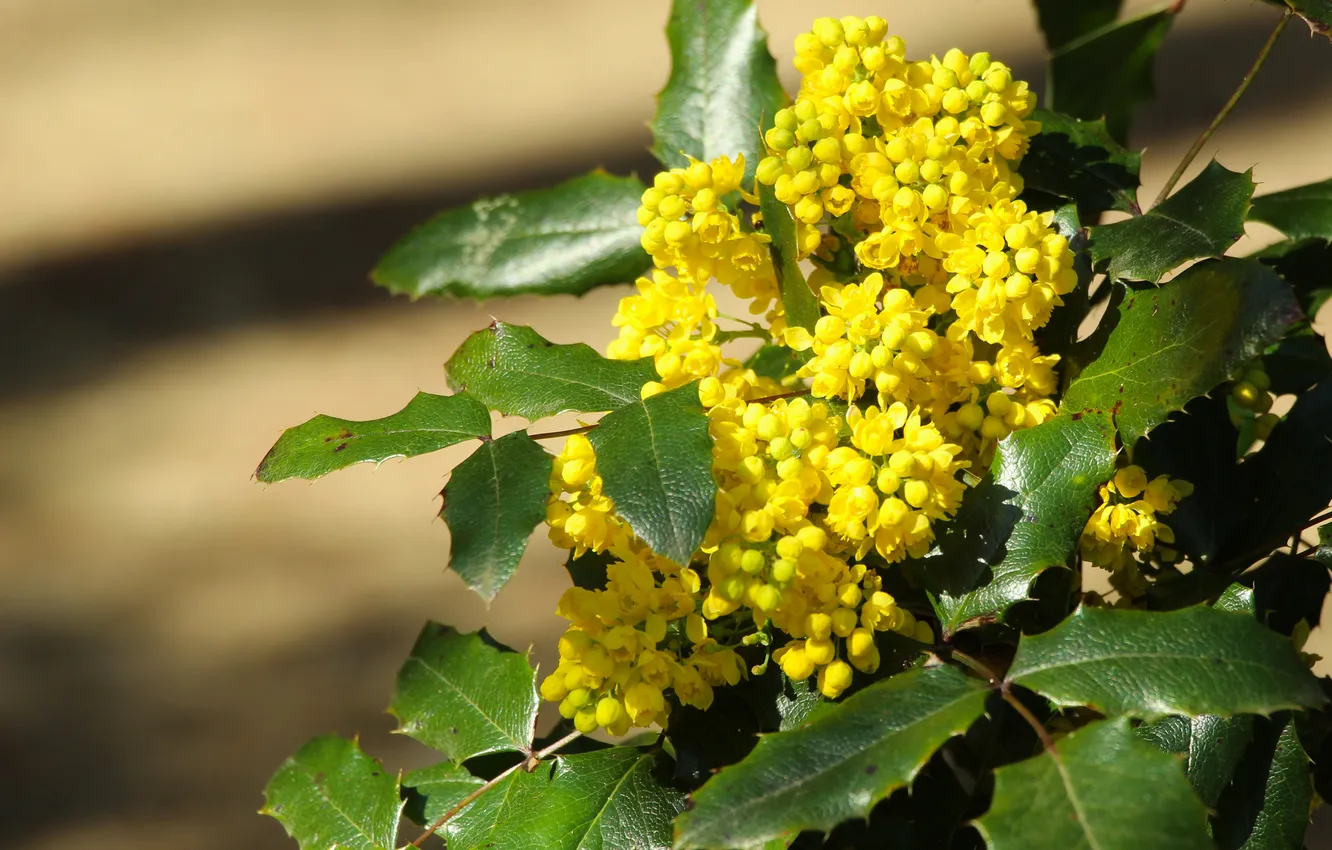 Фото обои yellow, spring, twig