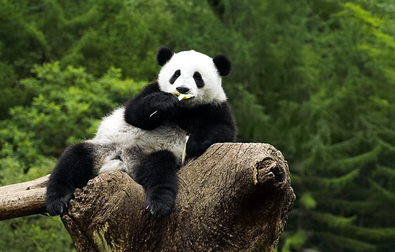 Фото обои животные, Панда, на дереве, жуёт