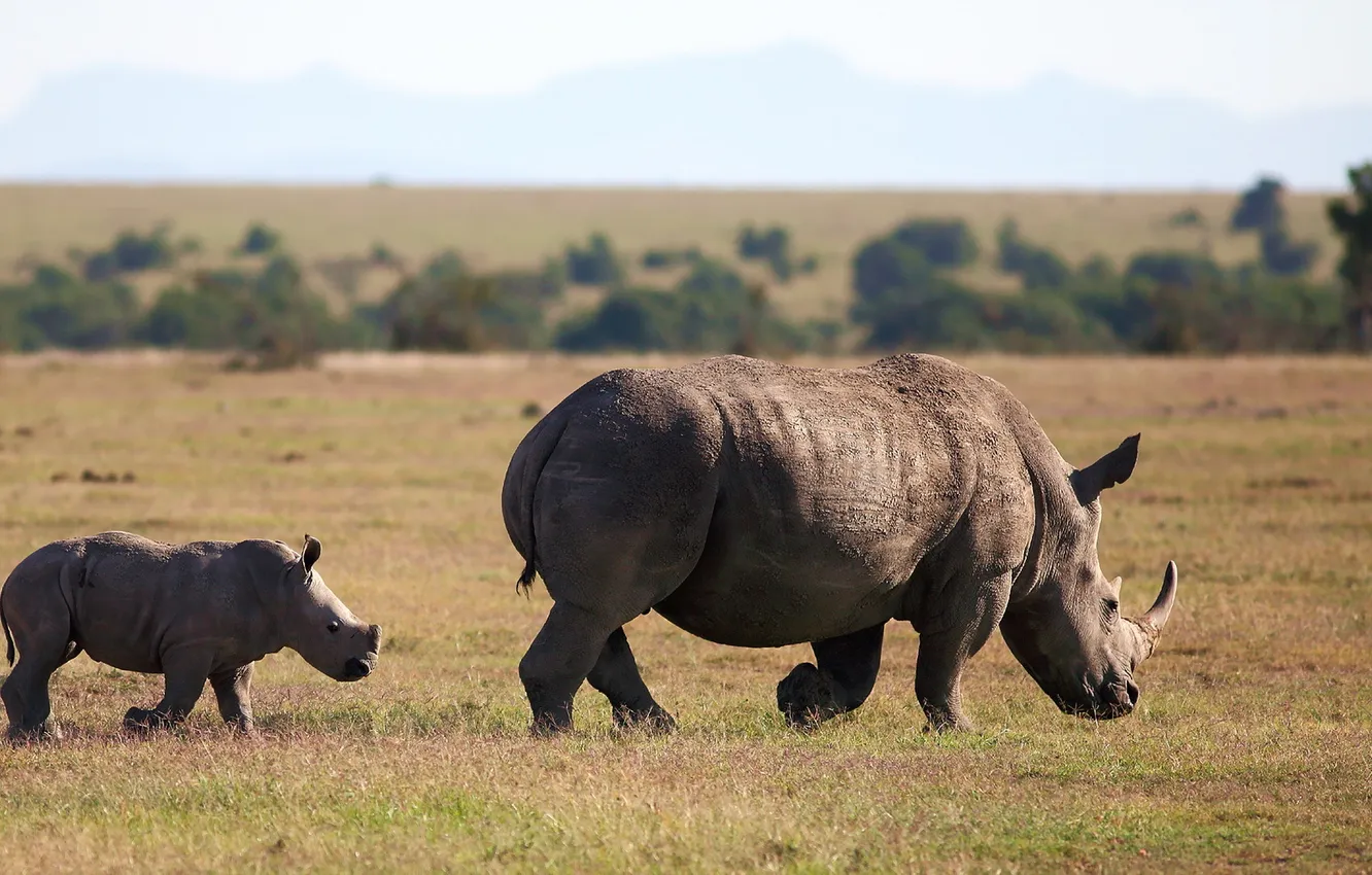 Фото обои animal, Square-lipped rhinoceros, White Rhinoceros, Follow Me
