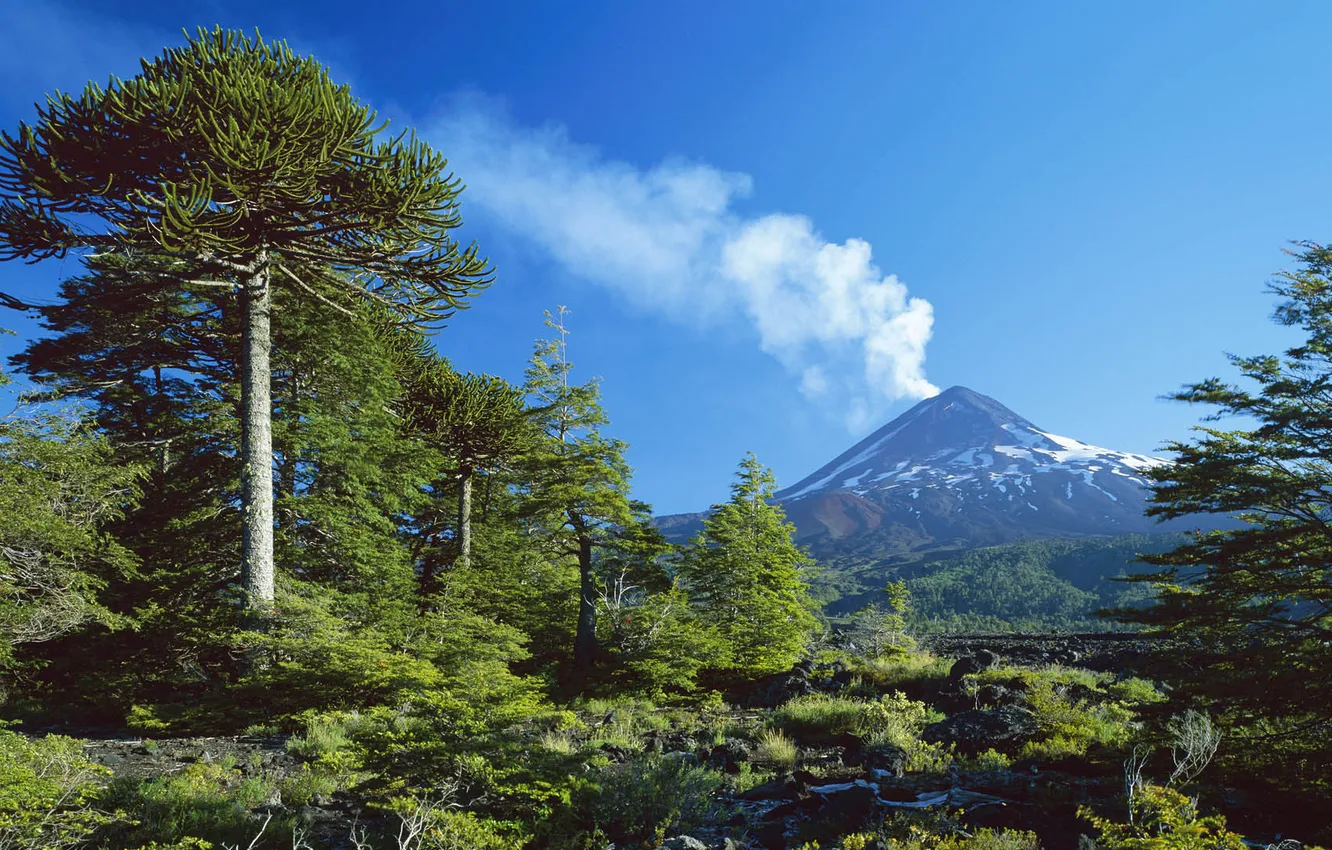 Фото обои лес, деревья, природа, дым, гора, вулкан