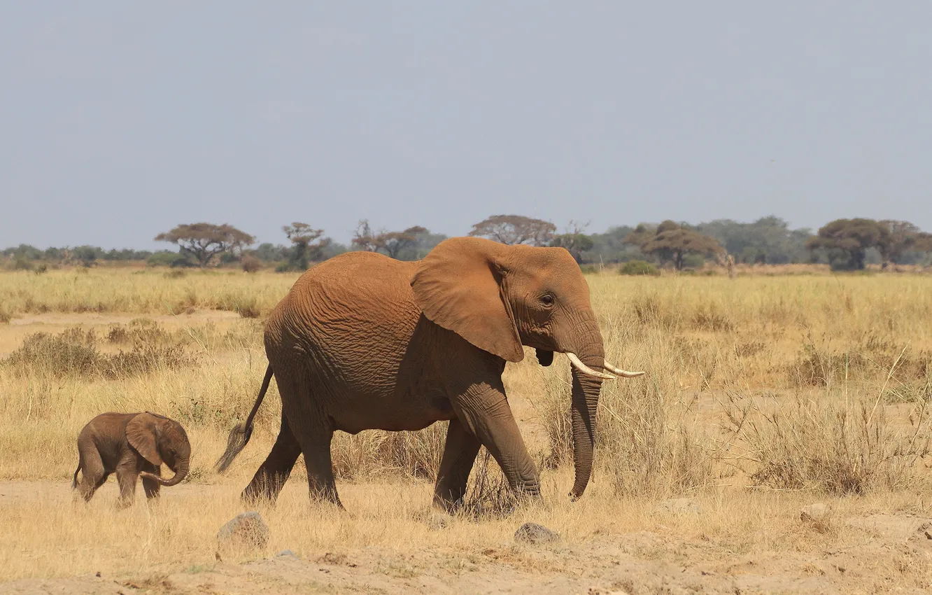 Фото обои Слон, африка, слонёнок