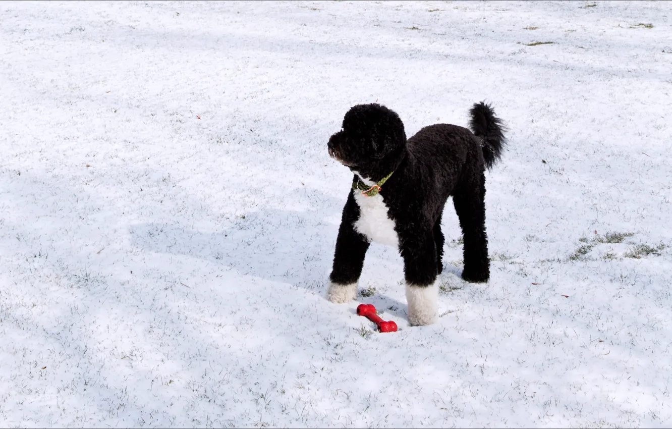 Фото обои зима, снег, игрушка, собака
