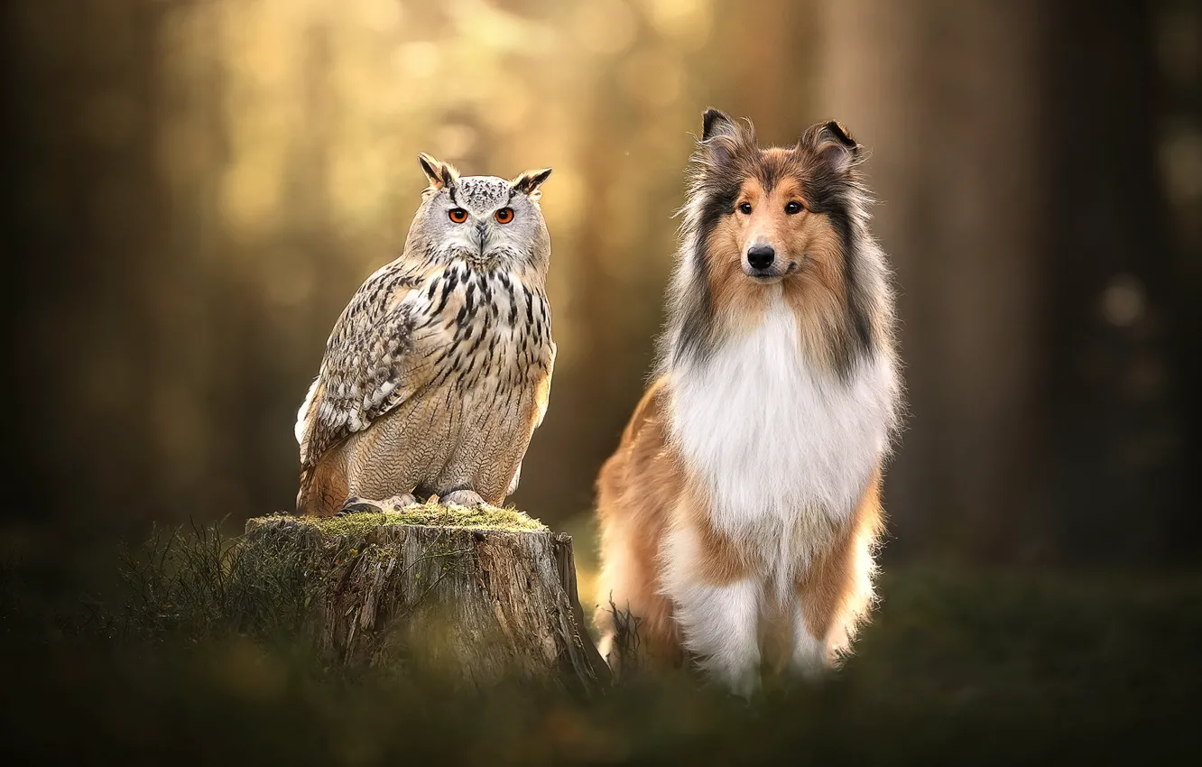Фото обои фон, сова, птица, пень, собака, филин, Колли