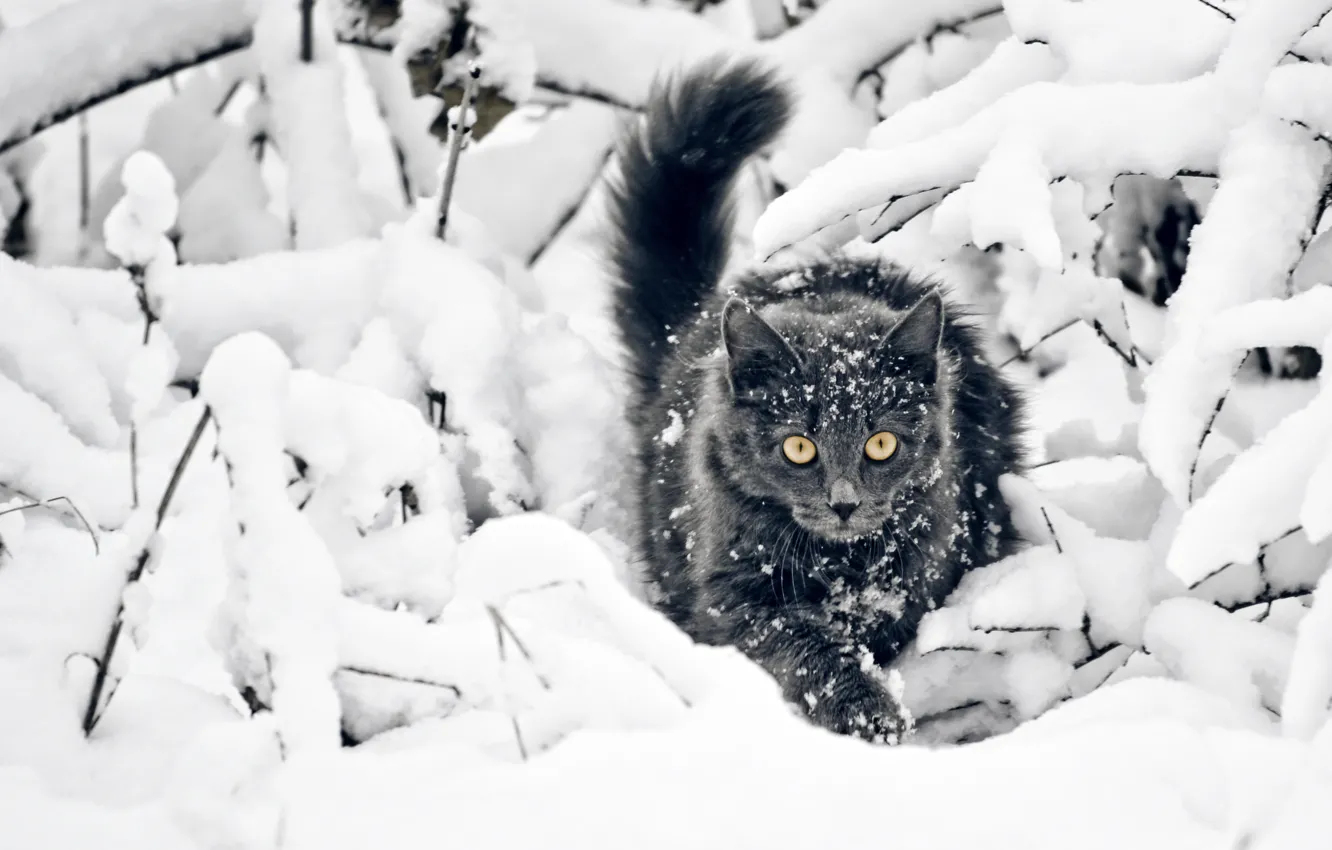 Фото обои зима, снег, Кошка