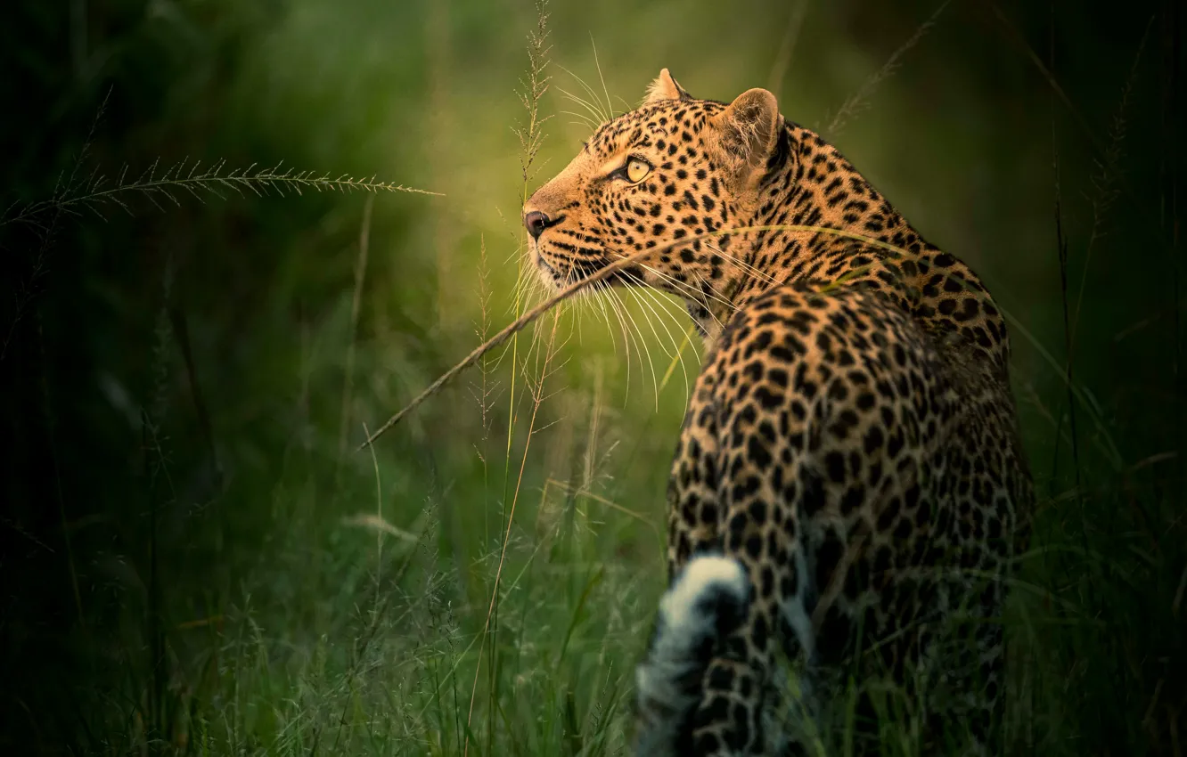 Фото обои трава, взгляд, морда, леопард, профиль, дикая кошка