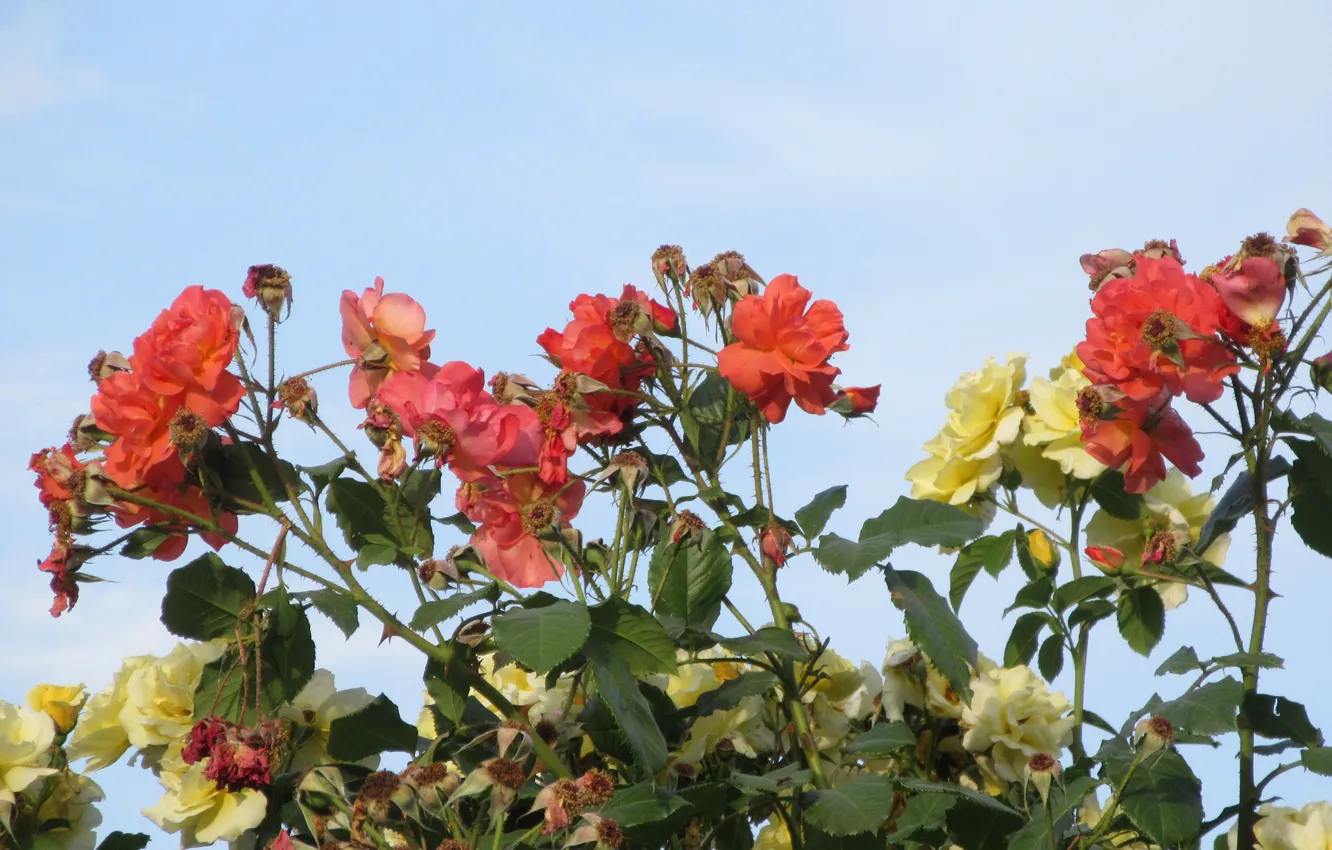 Фото обои небо, цветы, розы, Mamala ©, лето 2018
