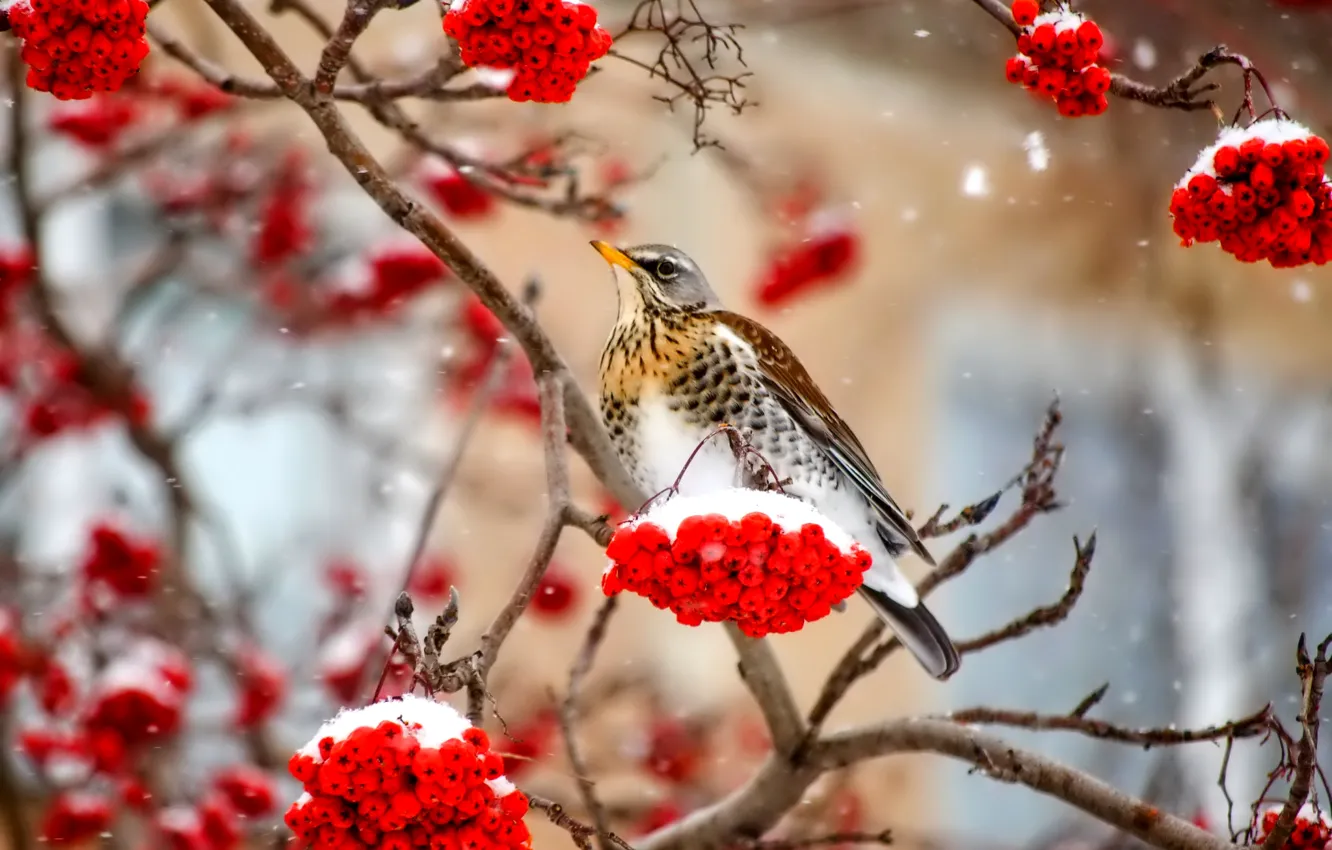 Фото обои зима, снег, ягоды, птица, ветка, рябина