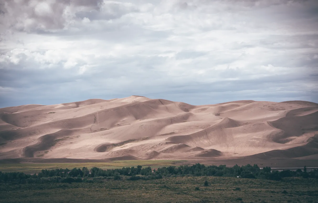 Фото обои песок, лес, пустыня, равнина, дюны, 8k+
