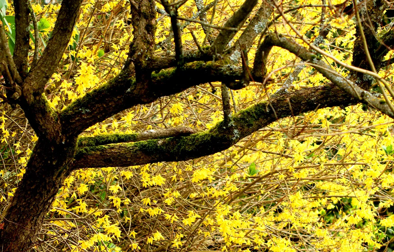 Фото обои осень, ветки, желтые листья, солнечный свет