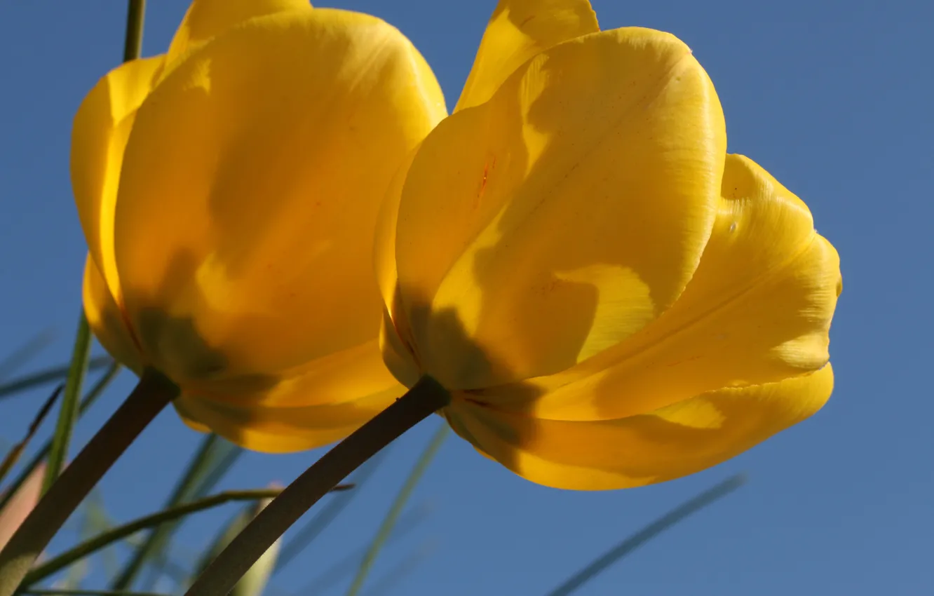 Фото обои макро, тюльпаны, дуэт, бутоны, жёлтые тюльпаны