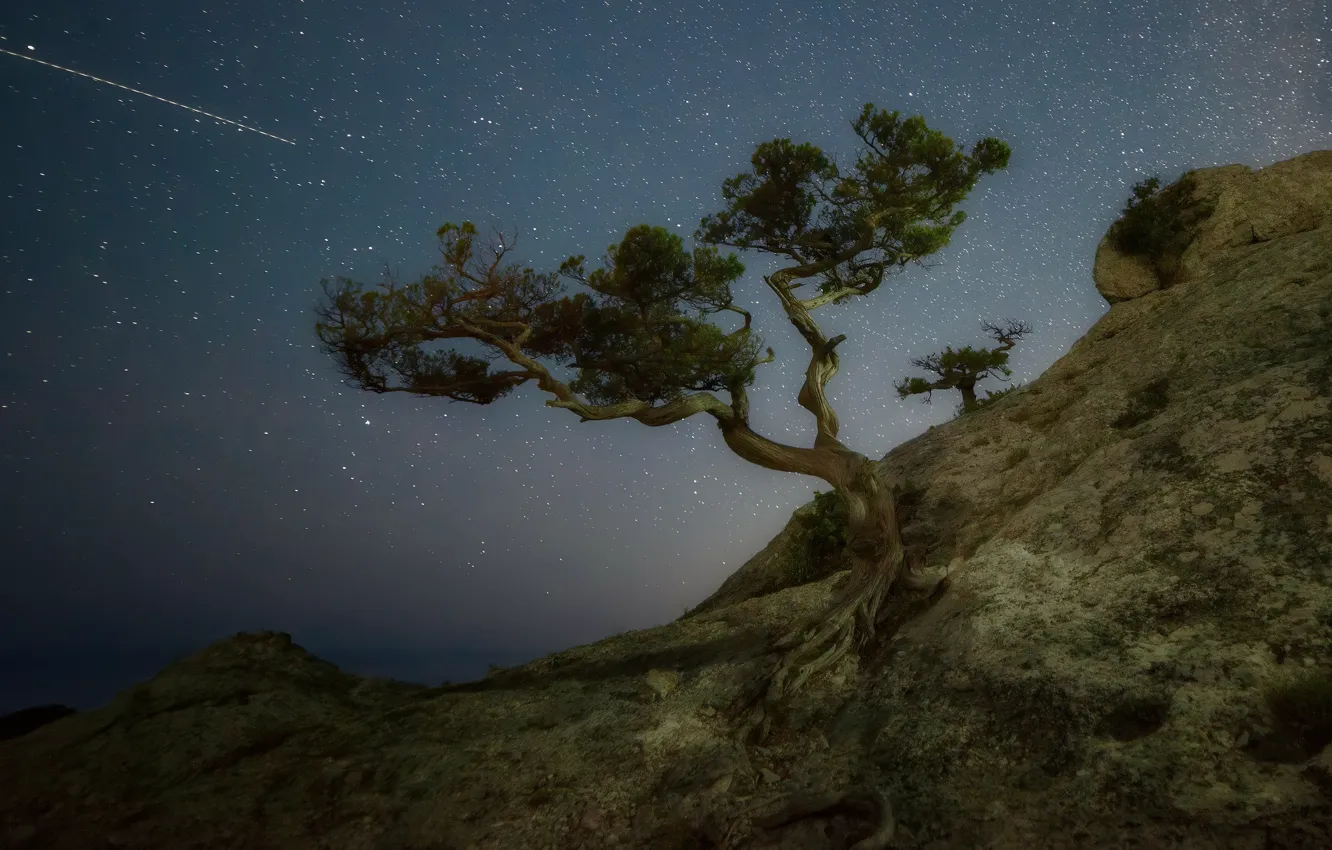 Фото обои пейзаж, ночь, природа, дерево, гора, звёзды, Крым, сосна