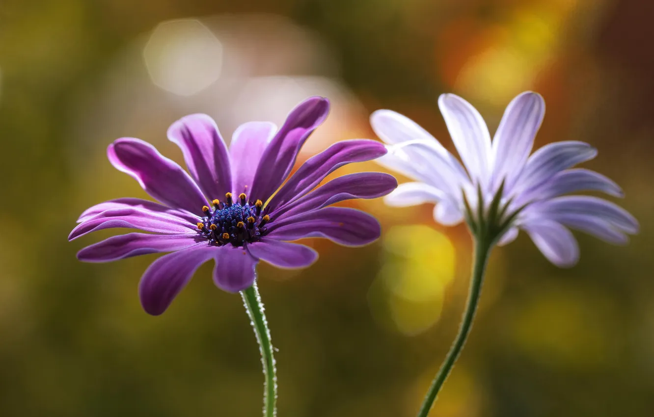Фото обои белый, фиолетовый, макро, цветы, рестения