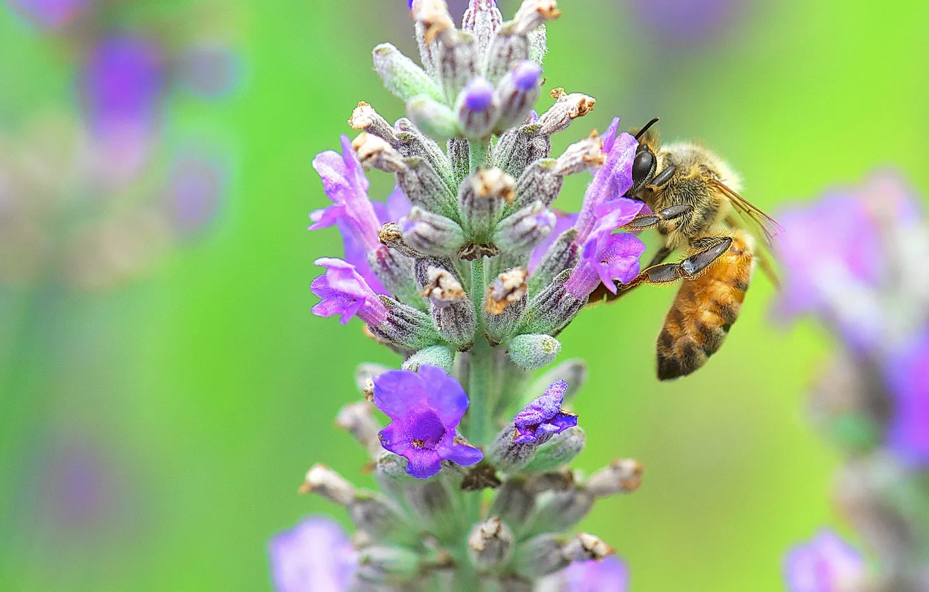 Фото обои цветок, природа, пчела, растение, насекомое