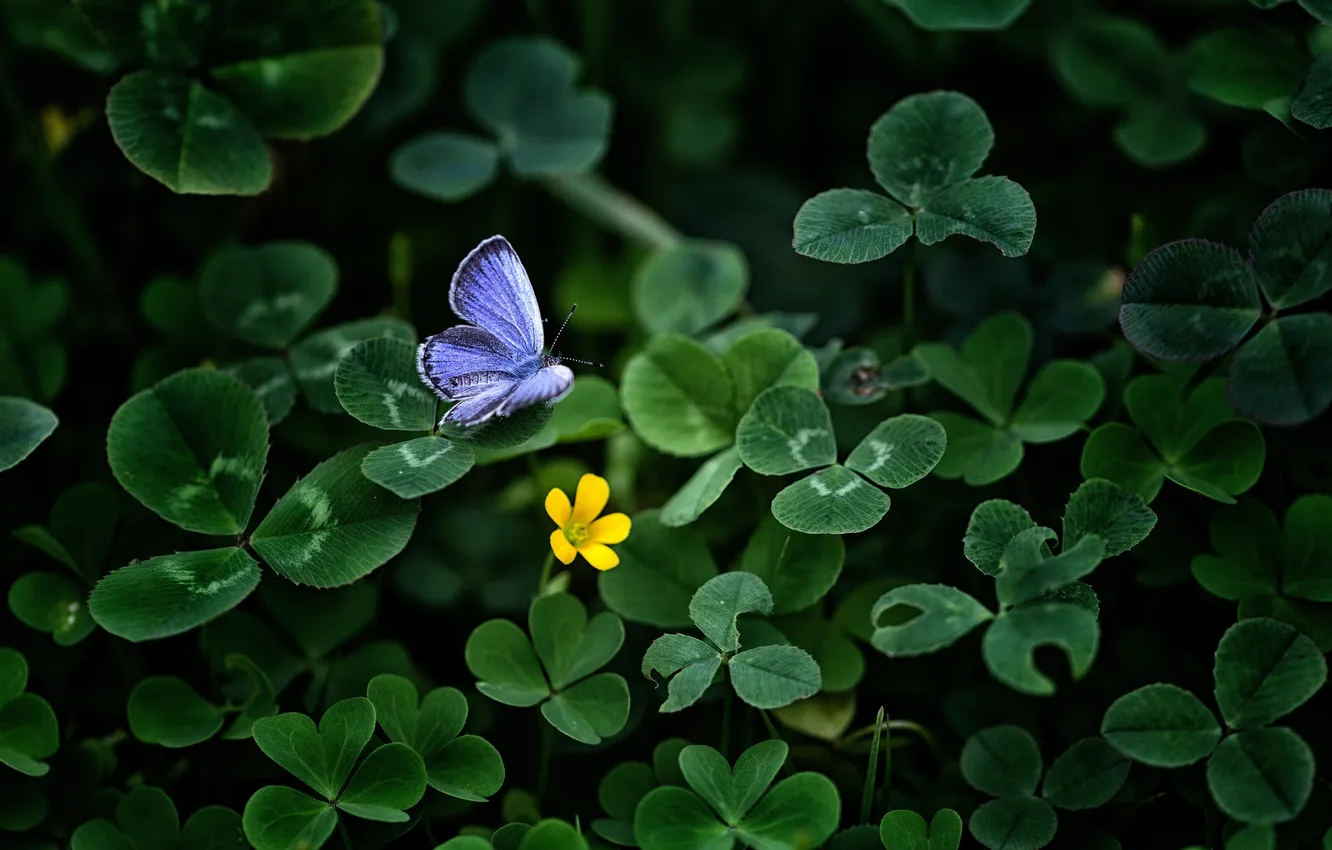 Фото обои цветок, трава, желтый, бабочка, голубая