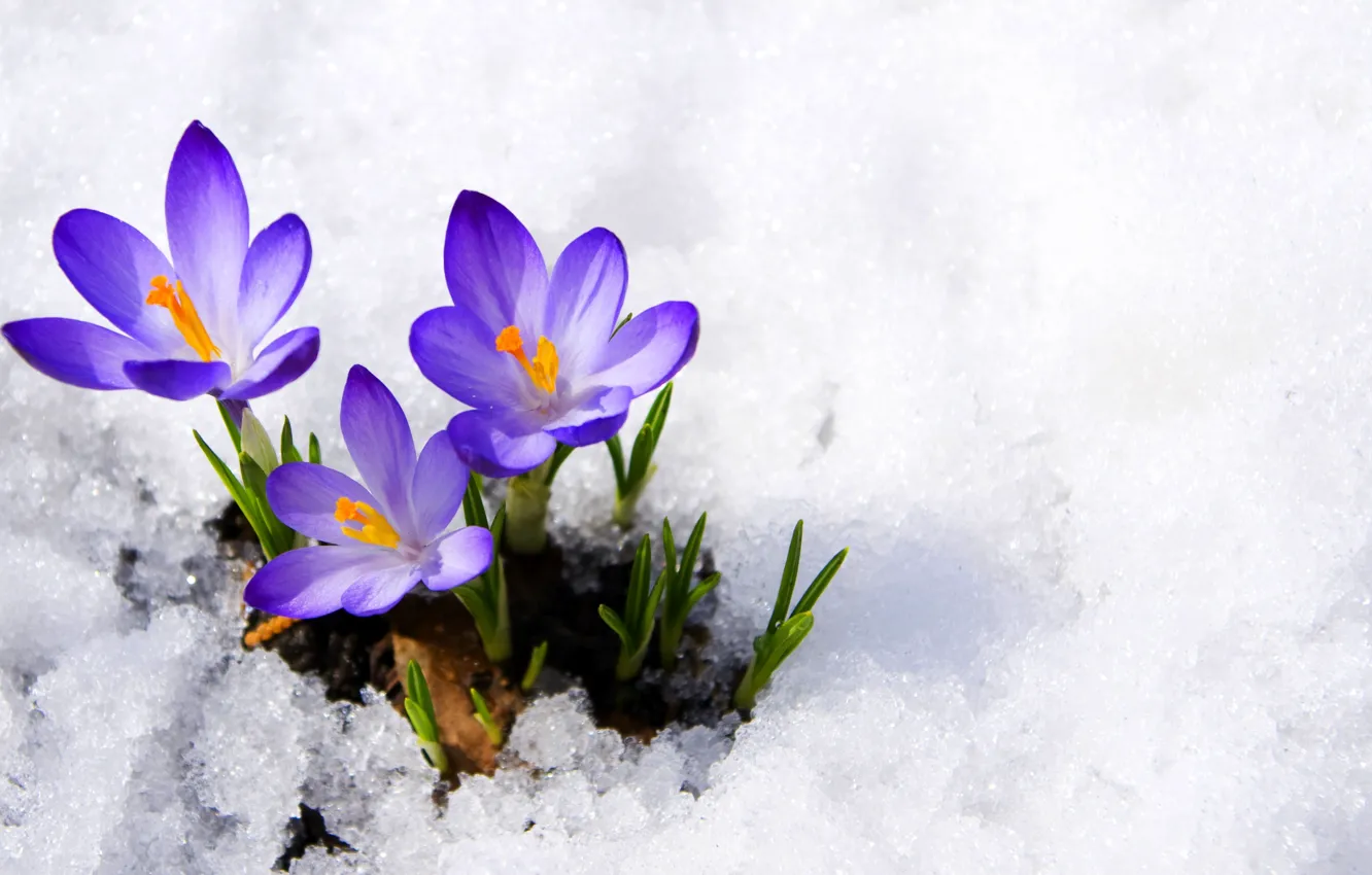 Фото обои фиолетовый, макро, снег, цветы, весна, крокусы, бутоны, flowers