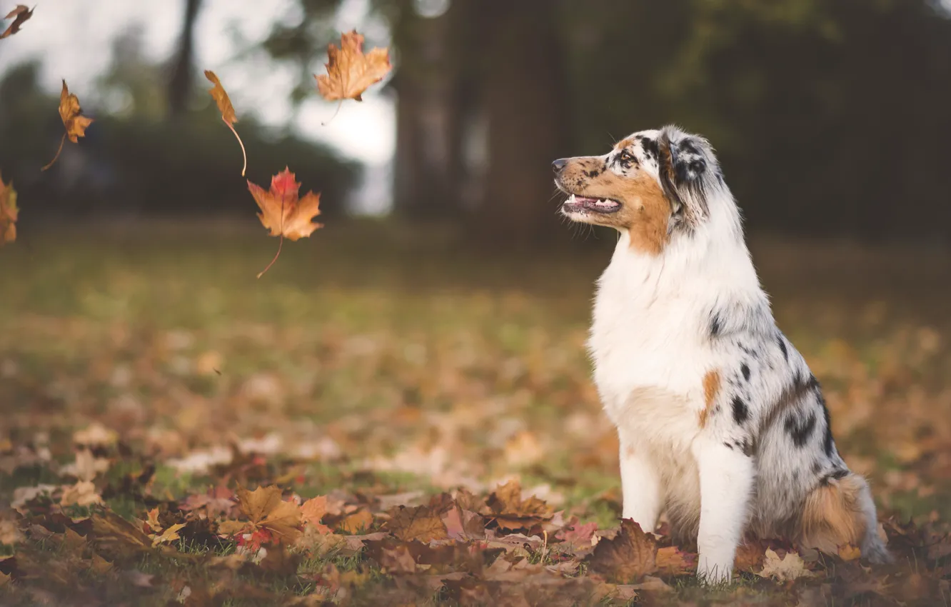 Фото обои осень, листья, собака, листопад, обои от lolita777, аусси