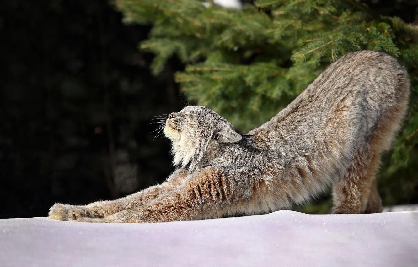 Фото обои зима, лес, свет, снег, утро, зарядка, Рысь, Lynx