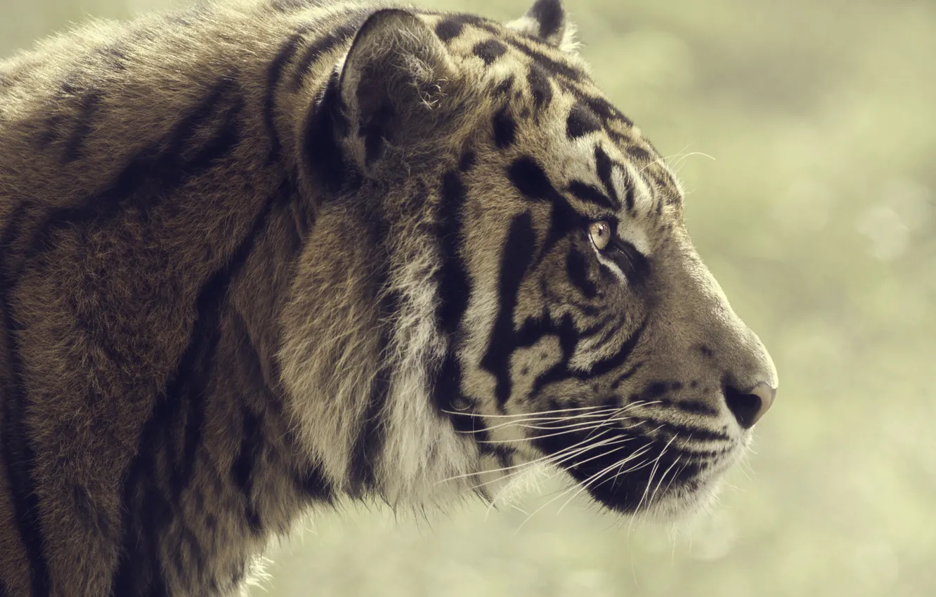 Фото обои тигр, профиль, полосатый
