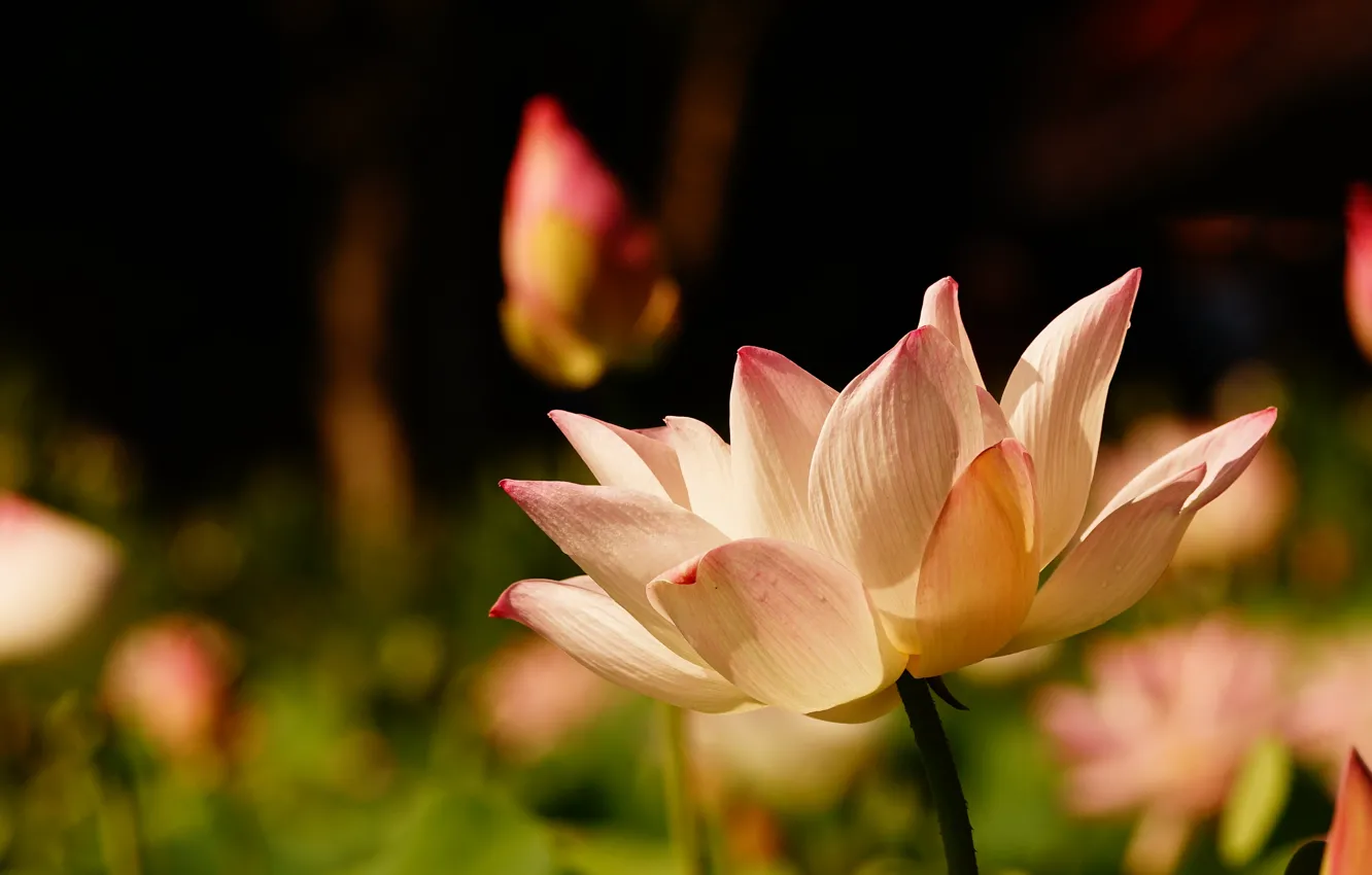 Фото обои цветок, свет, природа, темный фон, розовый, лепестки, лотос, бутоны