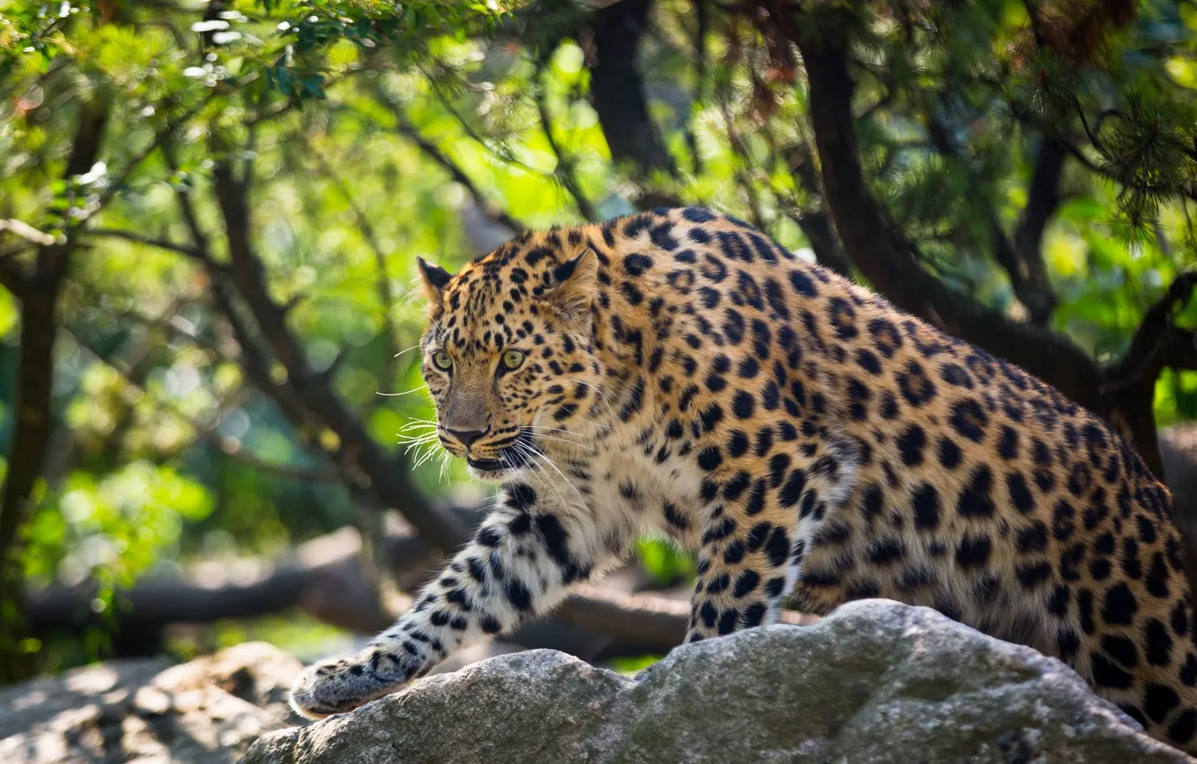 Фото обои хищник, дикая кошка, амурский леопард