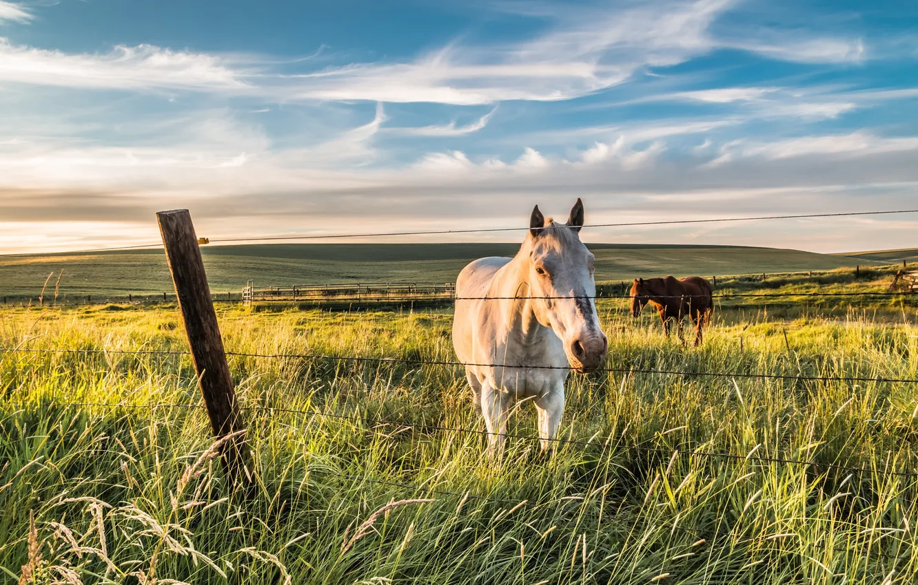Фото обои лето, конь, забор