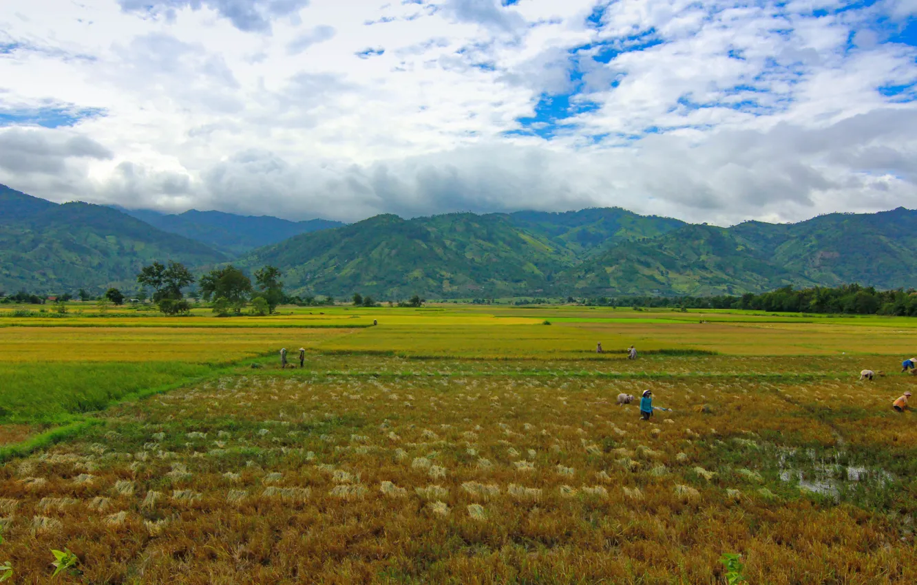 Фото обои rice, farm, vietnam, moutain, farmer, daklak