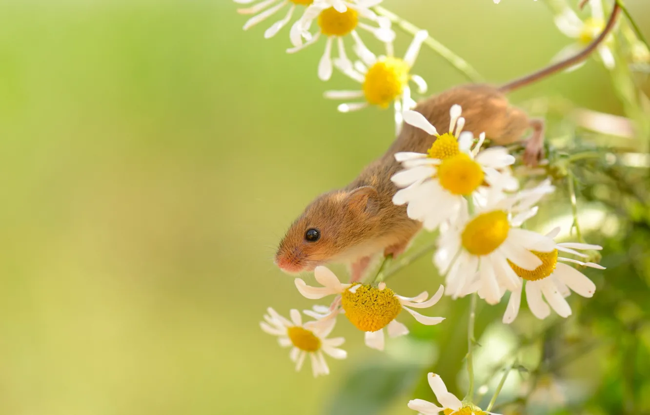 Фото обои лето, природа, Harvest Mouse