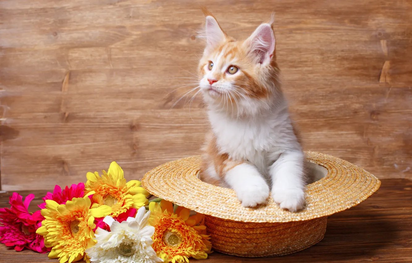 Фото обои цветы, котенок, шляпа