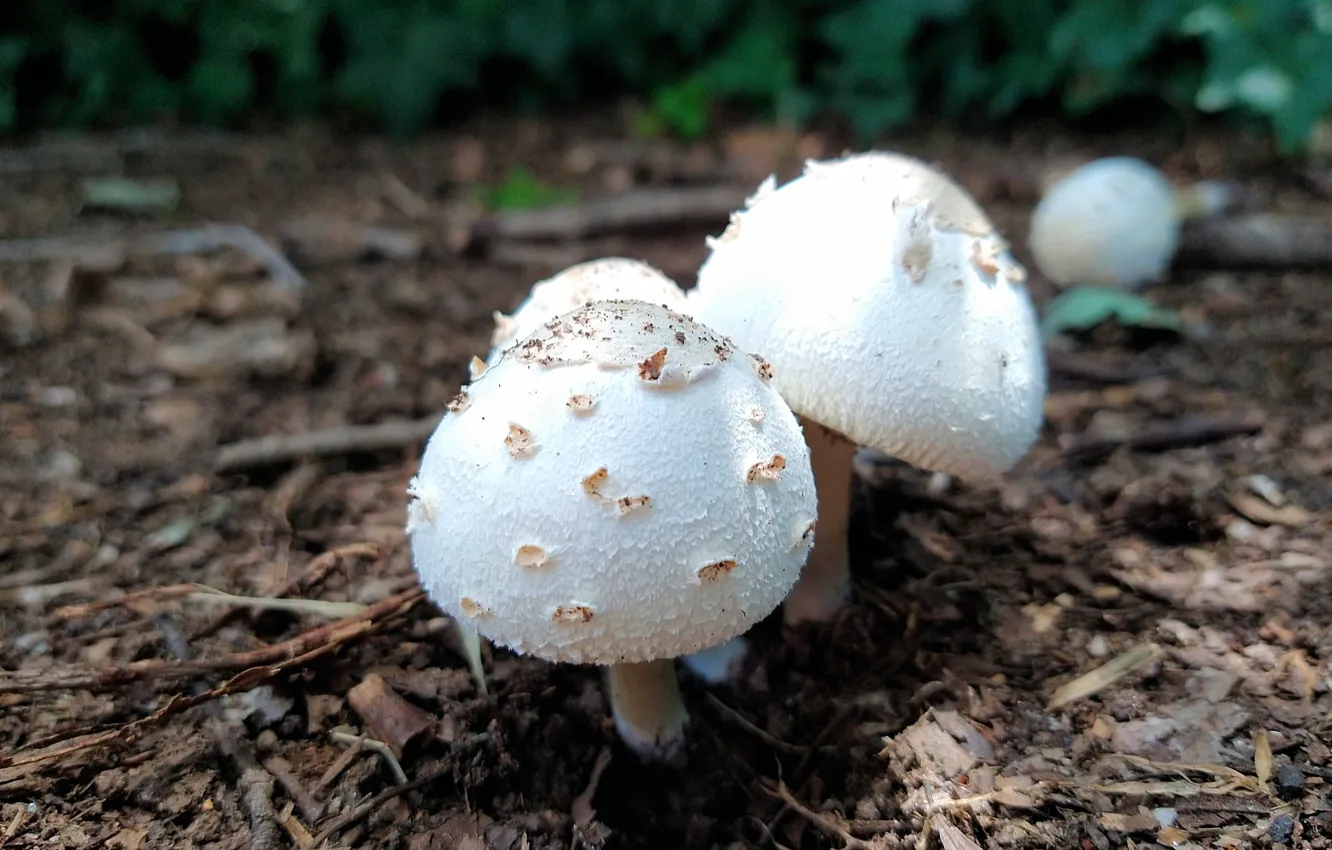 Фото обои Mushroom, Fred Fletcher Park, Jim Perry