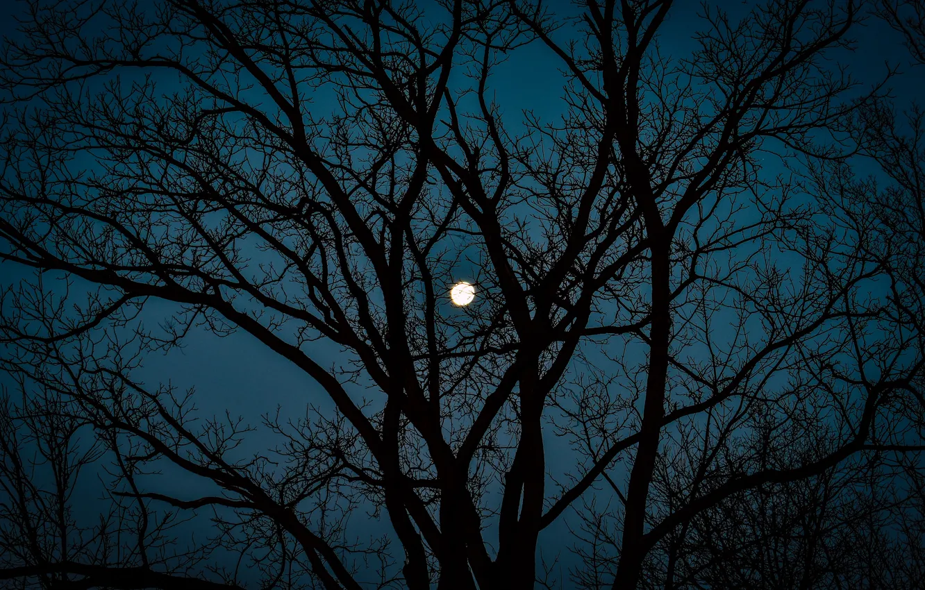 Фото обои небо, деревья, ночь, природа, луна