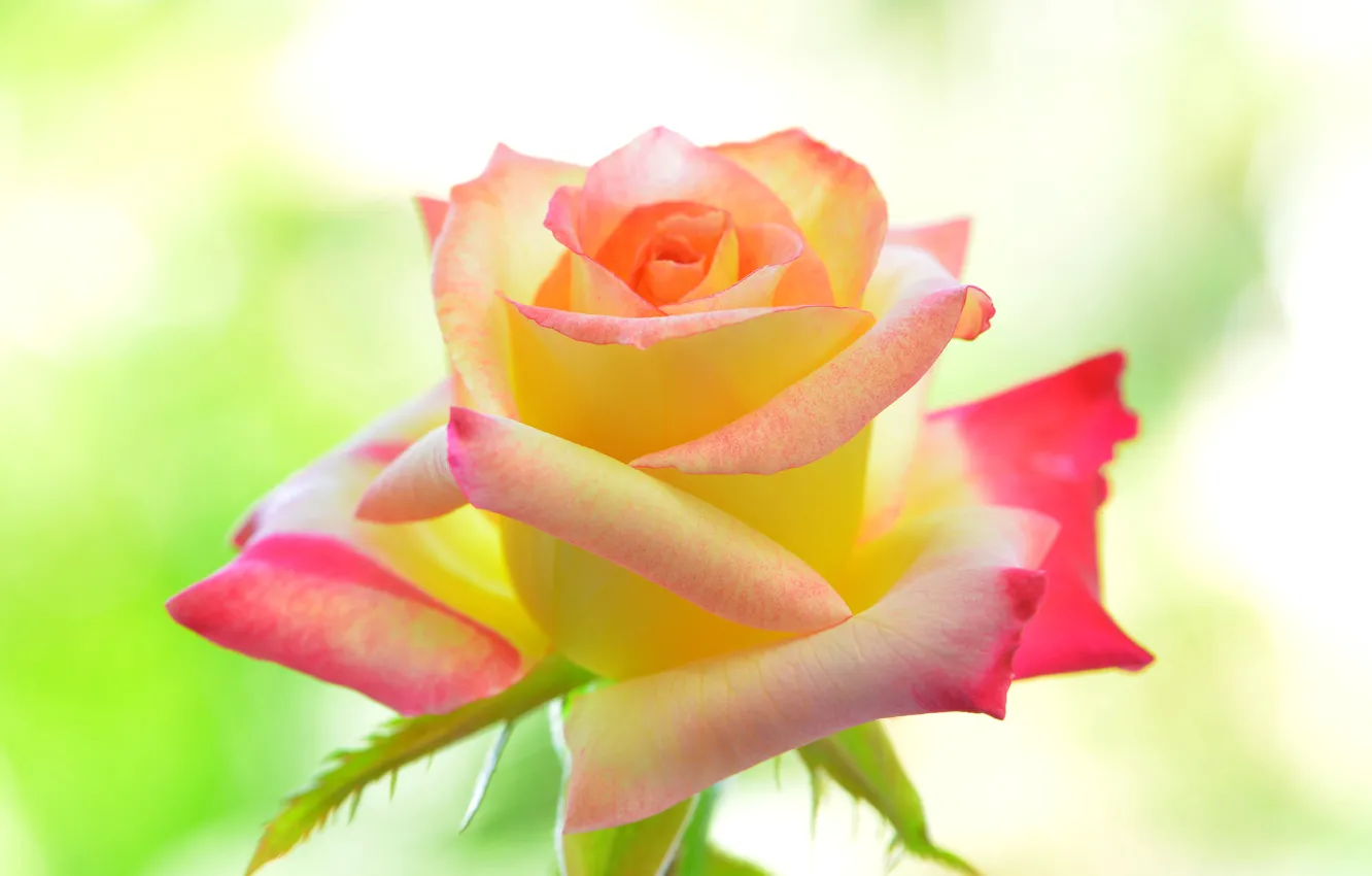 Фото обои фон, роза, лепестки, прелесть