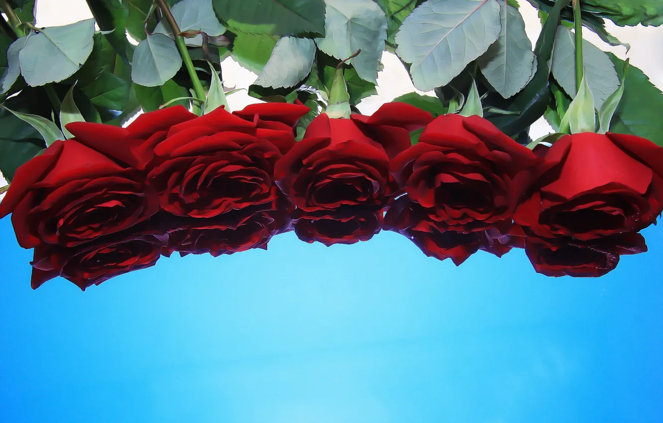 Фото обои отражение, розы, букет
