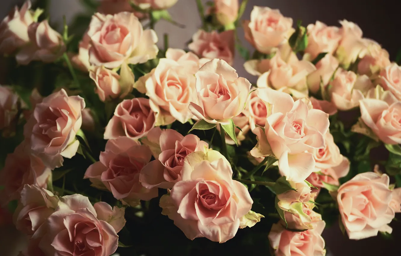 Фото обои цветы, розы, букет, лепестки, розовые, бутоны