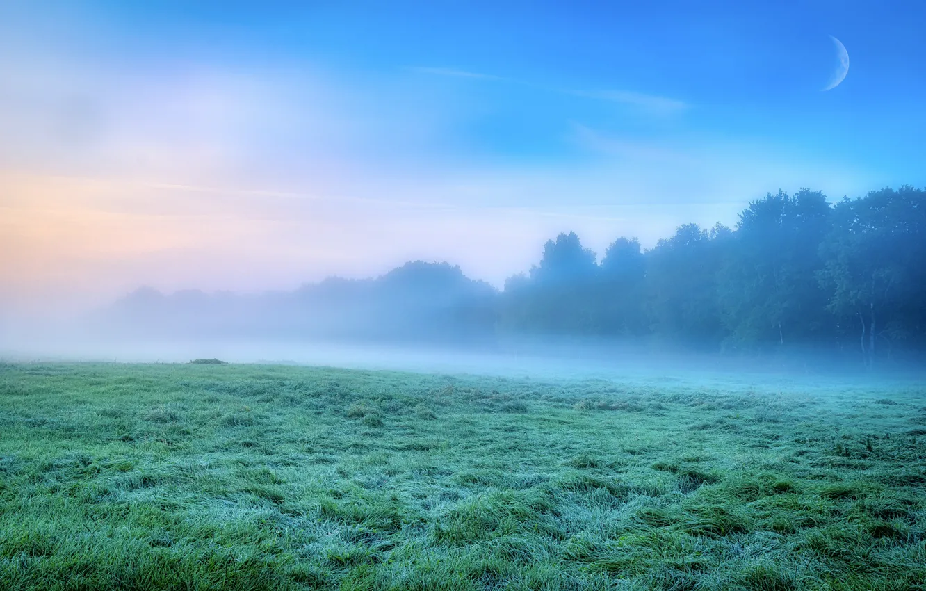 Фото обои иней, поле, лес, трава, облака, деревья, туман, синева