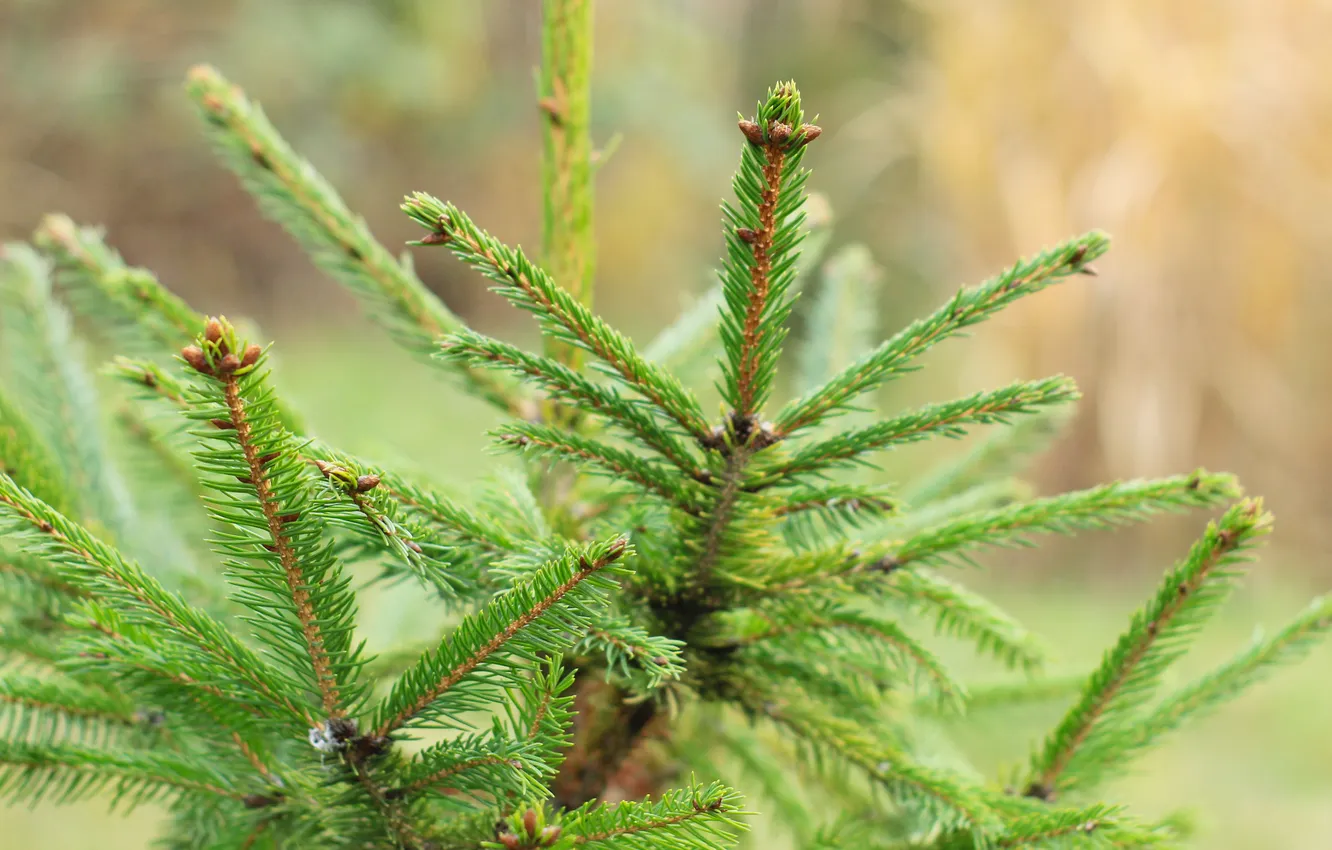 Фото обои tree, spruce, twig