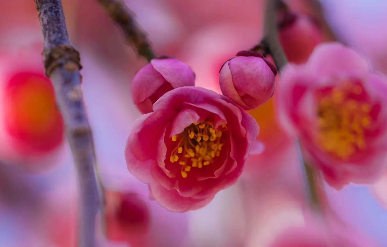 Фото обои весна, цветение, ветка сакуры