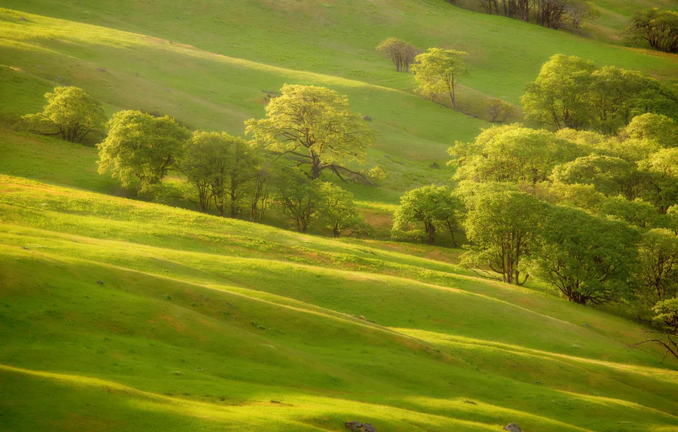 Фото обои зелень, трава, деревья, склон, холм