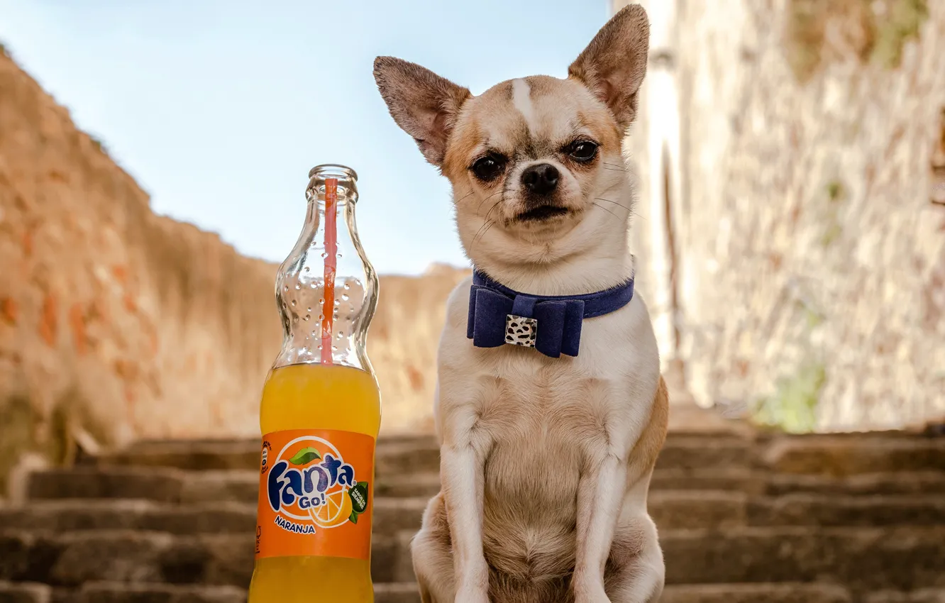 Фото обои взгляд, бутылка, собака, лестница, чихуахуа, fanta