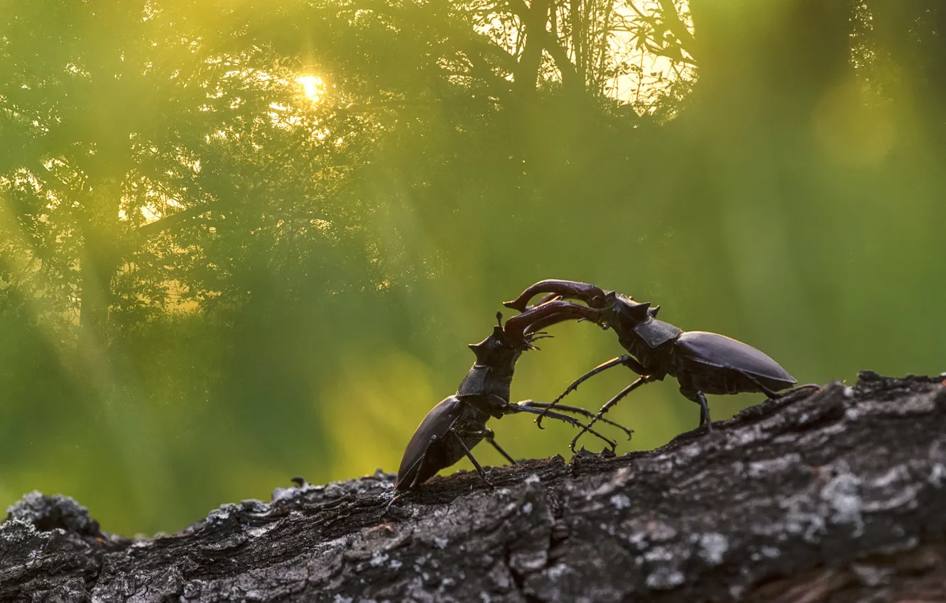 Фото обои fight, insects, rivalry