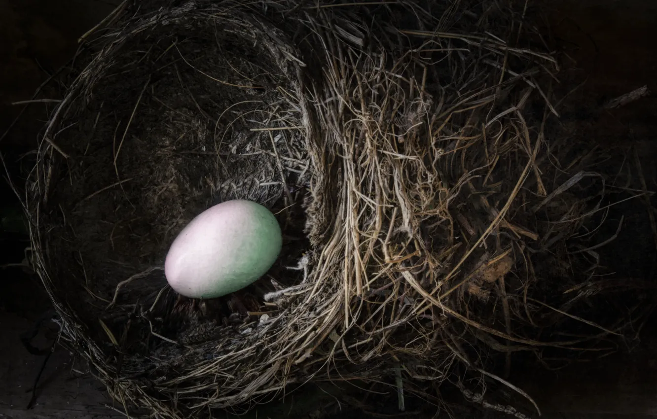 Фото обои ветки, яйцо, гнездо