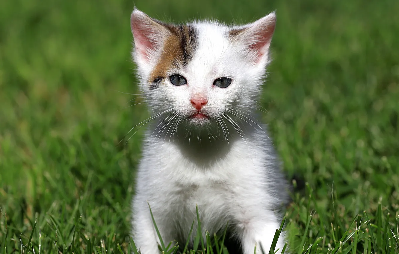 Фото обои кошка, белый, трава, взгляд, котенок, поляна, котёнок, сидит