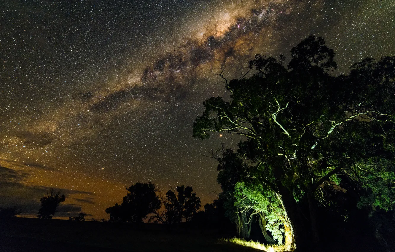 Фото обои звезды, деревья, ночь, природа, млечный путь