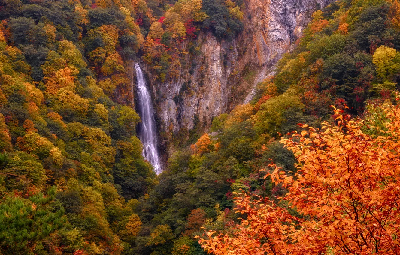Фото обои осень, листья, горы, скалы, листва, высота, водопад, Япония