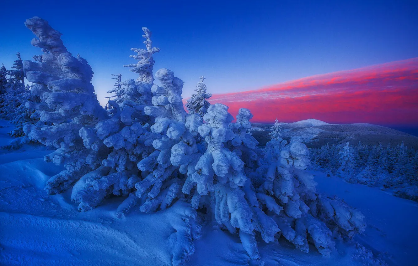 Фото обои зима, снег, деревья, ель, зарево