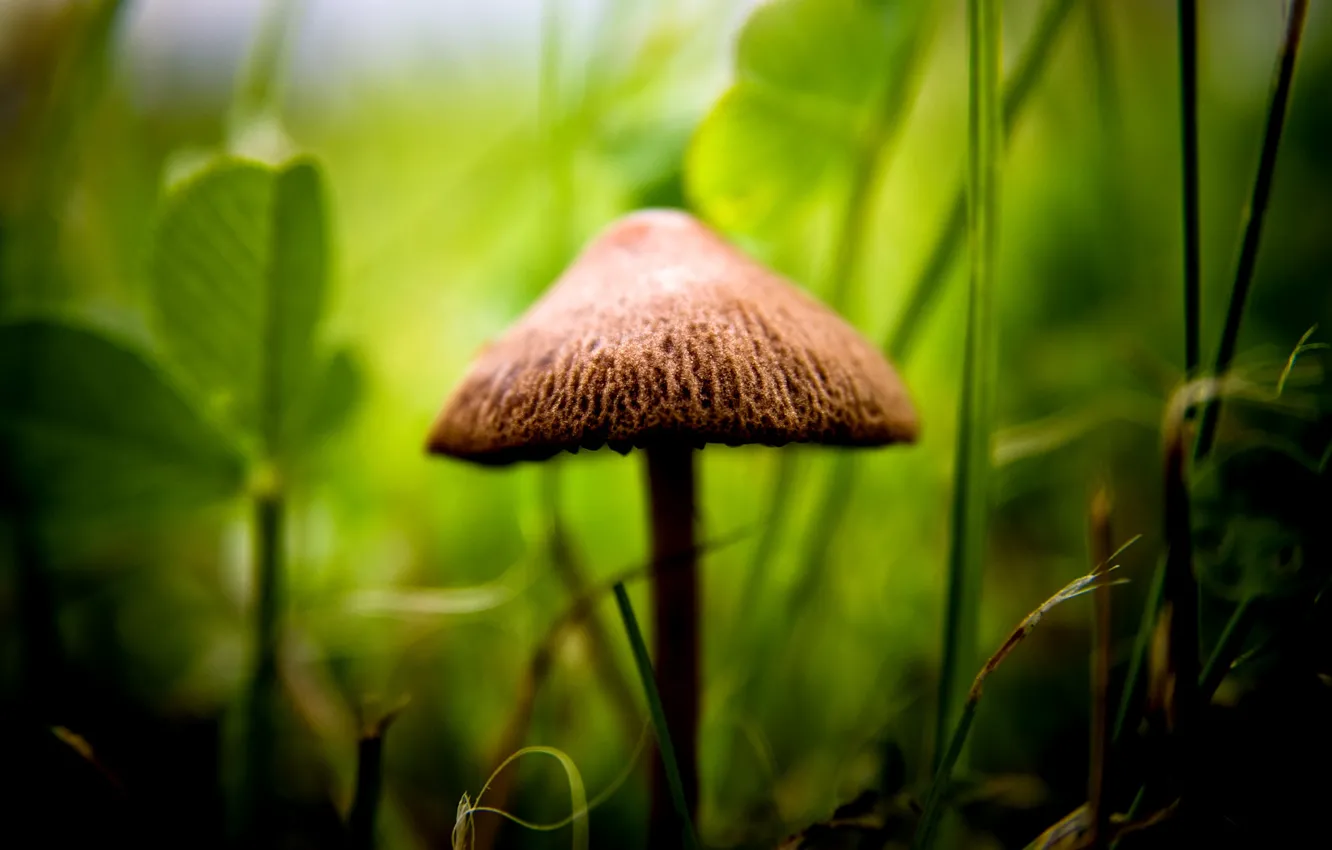 Фото обои зелень, гриб, фокус