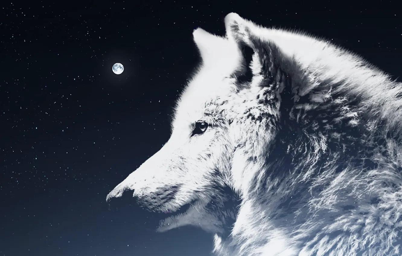 Фото обои moon, nature, predator, animal, wolf, wildlife, portrait, portrait.